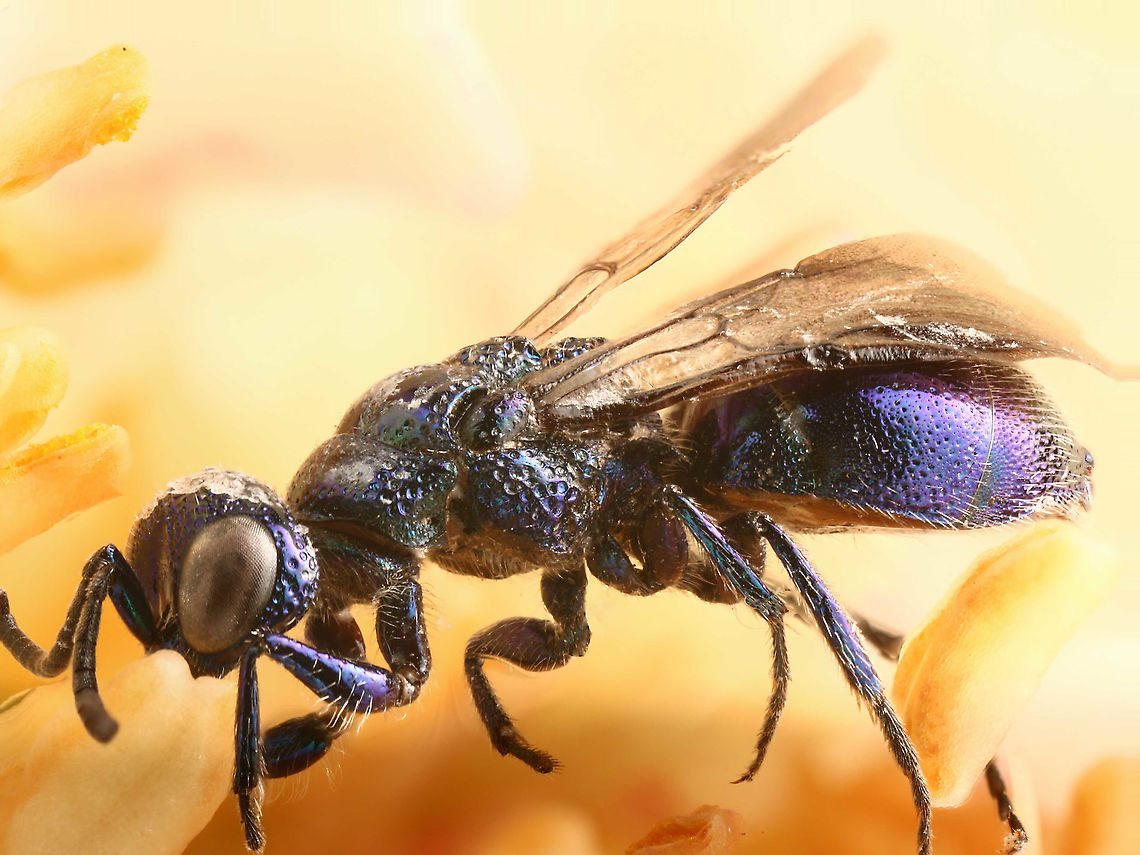 Subfamily Eupelminae or Wasp in citrus grove  Geotagged,Summer,United States