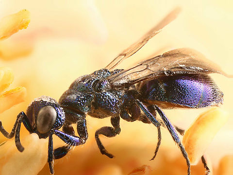 Subfamily Eupelminae or Wasp in citrus grove  Geotagged,Summer,United States