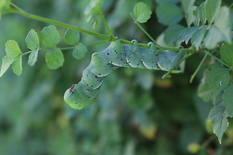 Tabacco_Hornworm_Manduca_sexta  Fall,Geotagged,Goliath worm,Manduca sexta,United States