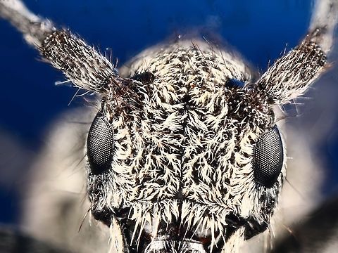 Long Horn Beetle  Geotagged,Longhorn beetle,Summer,United States,cerambycidae