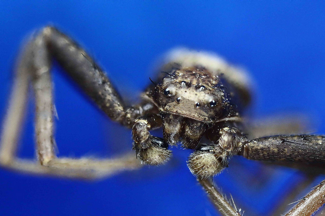 Dark Spider possibly Thomisidae Family  Geotagged,United States