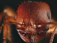 Harvester Ant Pogonomyrmex Geotagged,Pogonomyrmex barbatus,United States