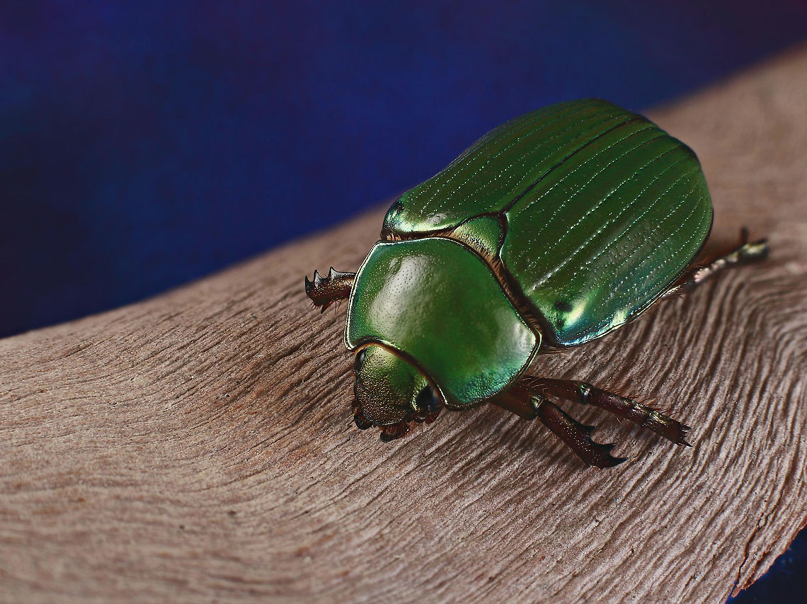 Chrysina lecontei  Chrysina lecontei,Cotinis mutabilis,Figeater beetle,Geotagged,Summer,United States