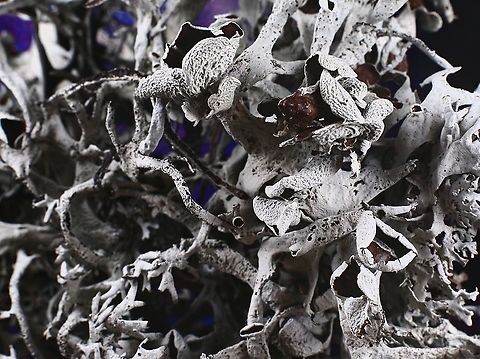 Pseudevernia intensa  or Western Antler Lichen Has large chocolate brown fruiting bodies. Usually found at higher elevations especially on conifers Geotagged,Pseudevernia intensa,Summer,United States