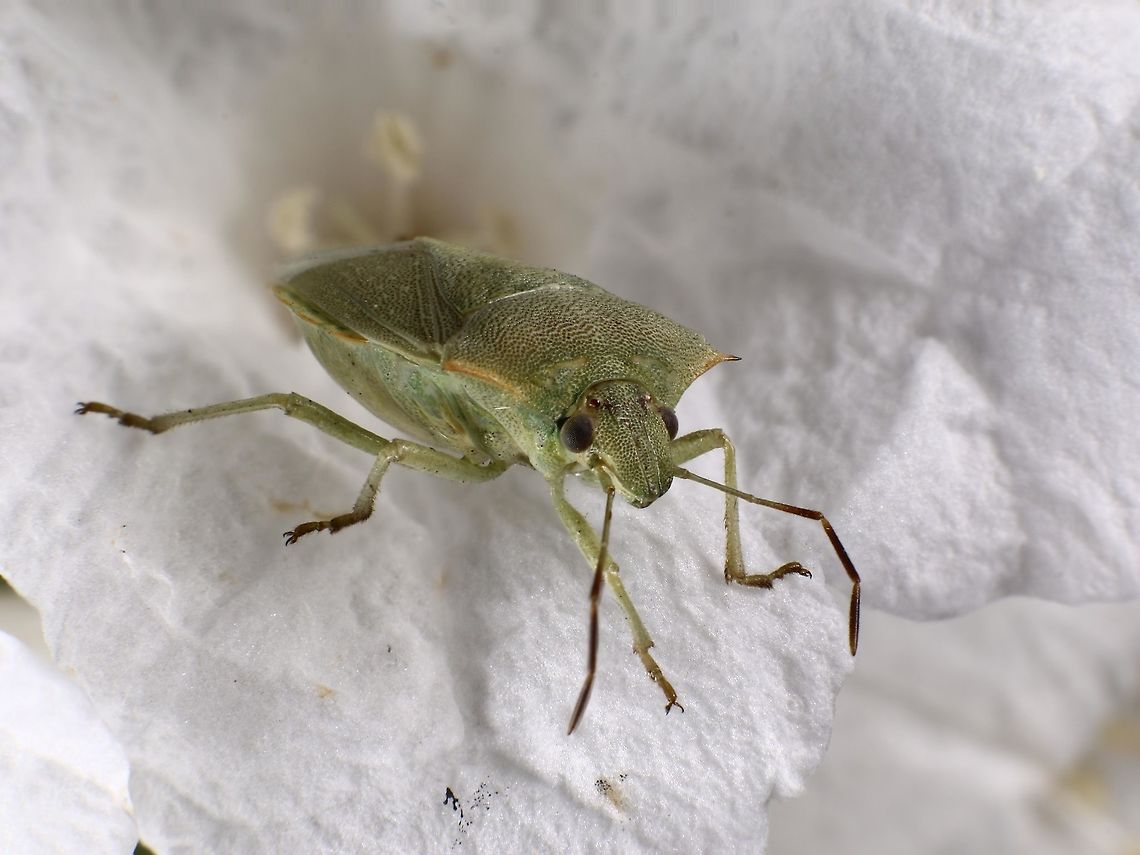 Possibly Thyanta custator or Green Hemiptura on white flower  Geotagged,Loxa flavicollis,Summer,Thyanta custator,United States