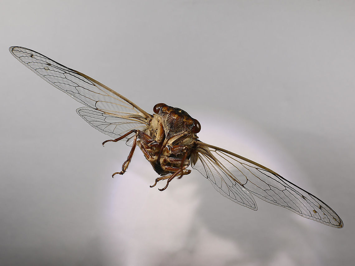 Diceroprocta apache or Apache Cicada  Dicderoprocta apache,Diceroprocta apache,Geotagged,Summer,United States