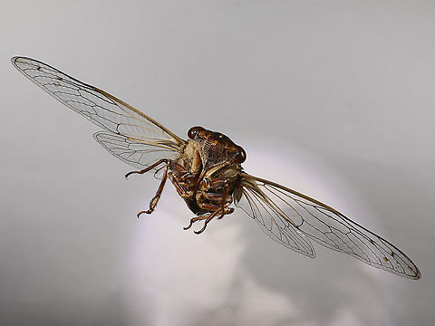 Diceroprocta apache or Apache Cicada  Dicderoprocta apache,Diceroprocta apache,Geotagged,Summer,United States