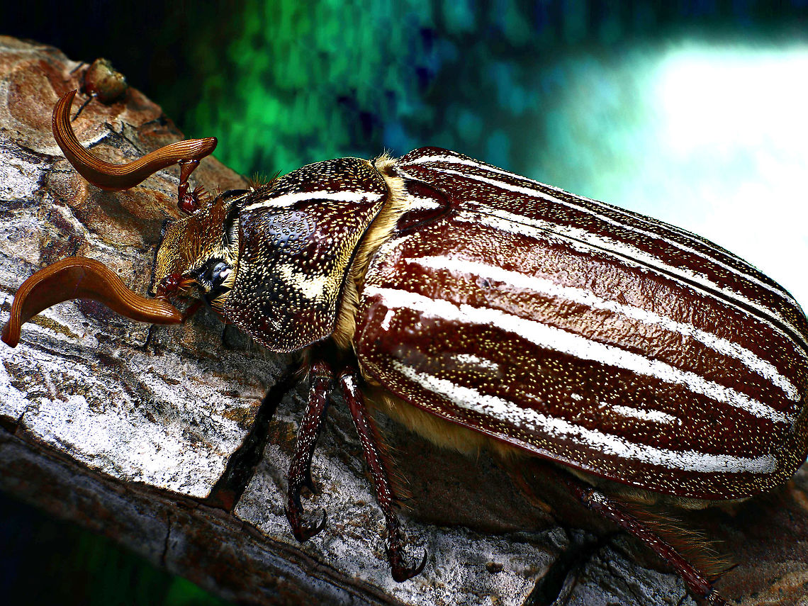 Ten-lined June beetle or Polyphylla decemlineata <figure class="photo"><a href="https://www.jungledragon.com/image/139476/ten-linded_june_beetle_or_polyphylla_decemlineata.html" title="Ten-linded June beetle or Polyphylla decemlineata"><img src="https://s3.amazonaws.com/media.jungledragon.com/images/5803/139476_thumb.jpg?AWSAccessKeyId=05GMT0V3GWVNE7GGM1R2&Expires=1767225610&Signature=DoVioEr4SpiRRHJUWP39nuvXBvI%3D" width="200" height="112" alt="Ten-linded June beetle or Polyphylla decemlineata June beetle showing Flabellate antennae -  from the Latin flabellum, meaning fan. The terminal segments extend laterally, with long, parallel lobes that lie flat against each other forming a plate-like structure. Looks like a folding paper fan when open.<br />
This antennae increases surface area and can be used to detect odors and tastes, possibly even wind speed and direction, heat and moisture.<br />
Laowa 100mm lens, f3.2,  1/40 sec,  2X, ISO 100, 54 stacked images, 103 &micro;m step length, 5 fix LED, with diffuser tube Geotagged,Polyphylla decemlineata,Summer,Ten-linded June beetle or Polyphylla decemlineata,Ten-lined June beetle,United States" /></a></figure><br />
June beetle showing Flabellate antennae - from the Latin flabellum, meaning fan. In The terminal segments extend laterally, with long, parallel lobes that lie flat against each other forming a plate-like structure. Looks like a folding paper fan when open.<br />
This antennae increases surface area and can be used to detect odors and tastes, possibly even wind speed and direction, heat and moisture.<br />
Laowa 100mm lens, f3.2, 140 sec, 2X, ISO 100, 54 stacked images, 103 &micro;m step length, 5 fix LED, with diffuser tube<br />
<br />
They are not very smooth fliers but rather clumsy because they barely reach eight kilometers per hour. They are strongly attracted to lights, causing them to bump and buzz against window screens, cover walkways and porches as they roll on their backs with their legs in the air. The most common grasses it feeds upon are Bermuda grass, St. Augustine grass, and tall fescue, all of which are plentiful in the Phoenix, Arizona metro area. Has little human benefit unless you like to fish because they make a great fish bait. Bass particularly find them tasty even in place of traditional worms.<br />
 Geotagged,Polyphylla decemlineata,Summer,Ten-lined June beetle,United States