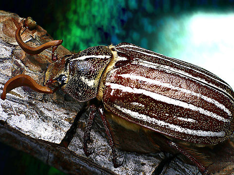 Ten-lined June beetle or Polyphylla decemlineata https://www.jungledragon.com/image/139476/may_beetle_or_phyllophaga_crinita.html
June beetle showing Flabellate antennae - from the Latin flabellum, meaning fan. In The terminal segments extend laterally, with long, parallel lobes that lie flat against each other forming a plate-like structure. Looks like a folding paper fan when open.
This antennae increases surface area and can be used to detect odors and tastes, possibly even wind speed and direction, heat and moisture.
Laowa 100mm lens, f3.2, 140 sec, 2X, ISO 100, 54 stacked images, 103 µm step length, 5 fix LED, with diffuser tube

They are not very smooth fliers but rather clumsy because they barely reach eight kilometers per hour. They are strongly attracted to lights, causing them to bump and buzz against window screens, cover walkways and porches as they roll on their backs with their legs in the air. The most common grasses it feeds upon are Bermuda grass, St. Augustine grass, and tall fescue, all of which are plentiful in the Phoenix, Arizona metro area. Has little human benefit unless you like to fish because they make a great fish bait. Bass particularly find them tasty even in place of traditional worms.
 Geotagged,Polyphylla decemlineata,Summer,Ten-lined June beetle,United States