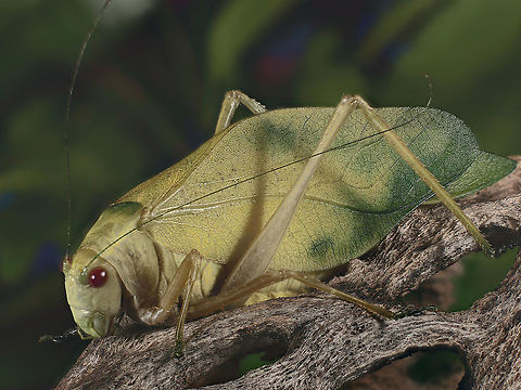 Microcentrum rhombifolium or Green_Katydid  Fall,Geotagged,Microcentrum rhombifolium,United States