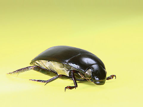 Hydrophilus insularis or Water scavenger beetle  Fall,Geotagged,Hydrophilus insularis,United States