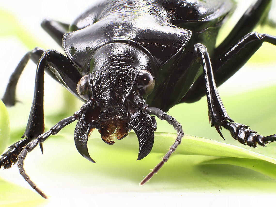 Carabid ground beetle possibly Calosoma peregrinator -peregrinator has setae on the metatrochanters and has 5, 5, 5, segmented tarsus arraignment Calosoma peregrinator,Fall,Geotagged,United States