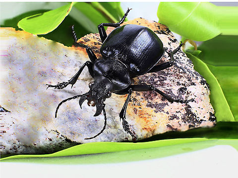 Carabid Ground beetle or possibly Calosoma peregrinator  Calosoma peregrinator,Fall,Geotagged,United States