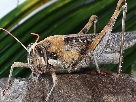 Schistocerca nitens or Gray Bird Grasshopper  Fall,Geotagged,Gray bird grasshopper,Schistocerca nitens,United States
