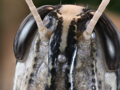 Schistocerca  nitens or Gray Bird Grasshopper Macro of eyes Fall,Geotagged,Schistocerca  nitens,Schistocerca nitens,United States