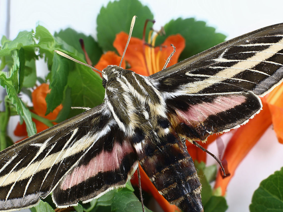 Sphinx_moth  or Hyles lineata  Fall,Geotagged,Hyles lineata,United States,White-lined sphinx