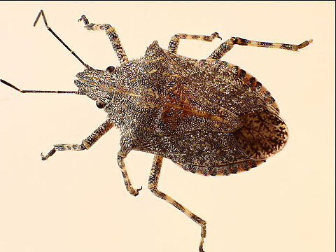 Rough stinkbug or Brochymena  Brochymena parva,Fall,Geotagged,United States