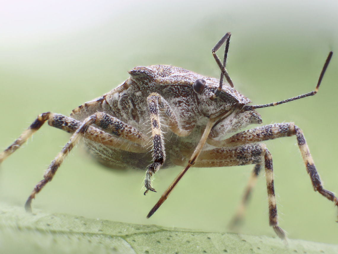 Rough stinkbug or possibly Brochymena parva  Brochymena Quadripustulata,Brochymena parva,Fall,Fourhumped Stink Bug,Geotagged,United States