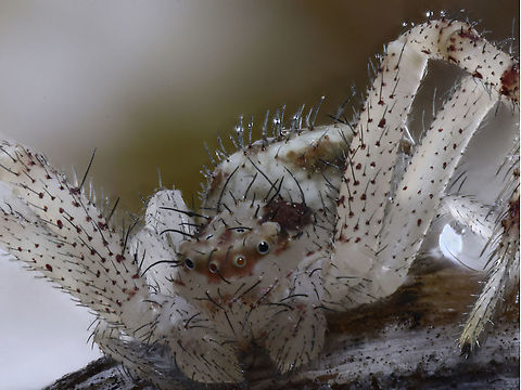 White crab spider with red dots, Thomisidae family Collected in the tall grasses in a citrus grove. Because of the eye arraignment, it may be the family Thomisidae Fall,Geotagged,United States