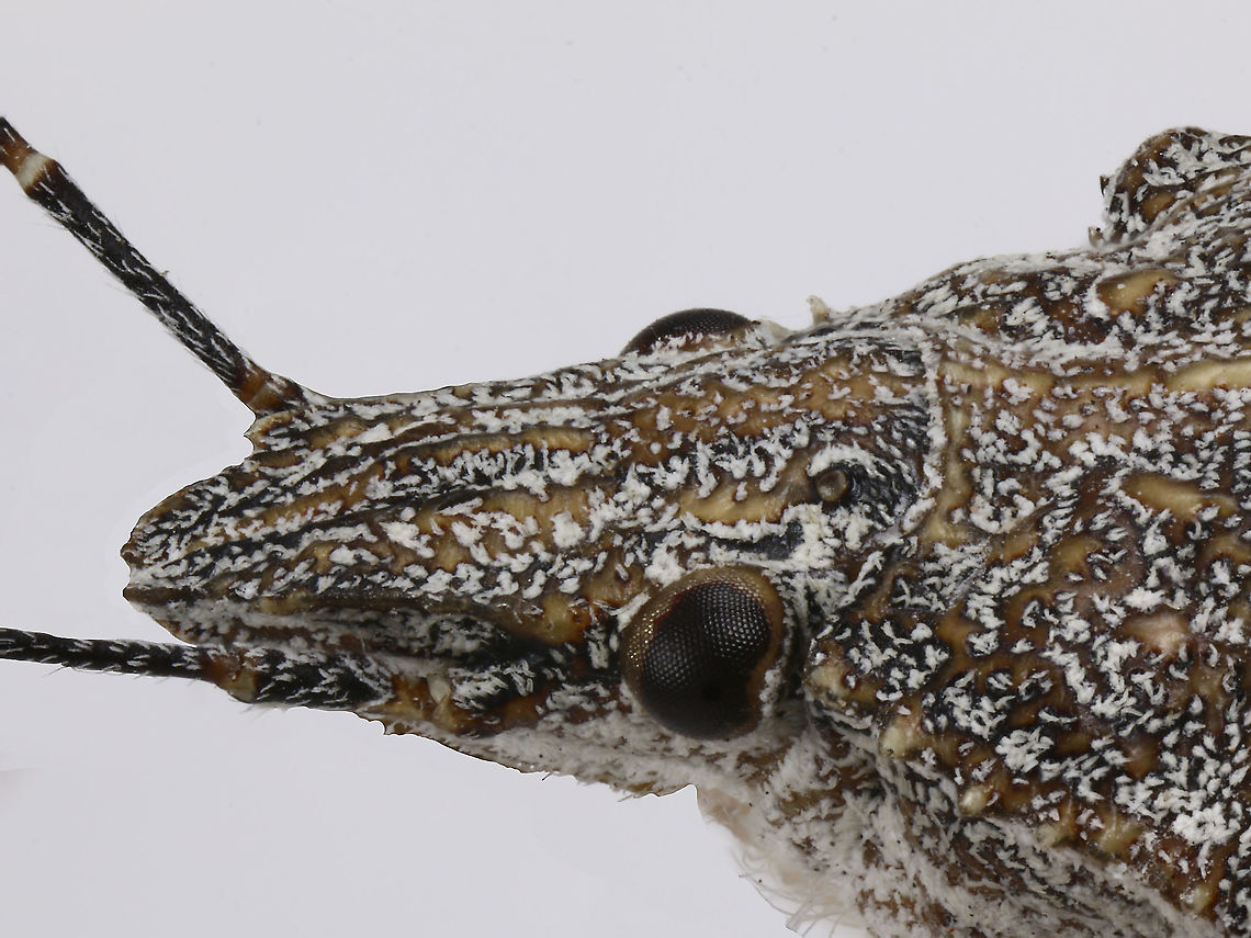 Rough stinkbug or Brochymena - eye  Brochymena parva,Fall,Geotagged,United States