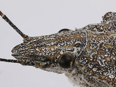 Rough stinkbug or Brochymena - eye  Brochymena parva,Fall,Geotagged,United States