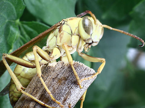 Yellow Paper Wasp or Polistes apachus  Geotagged,Polistes apachus,United States