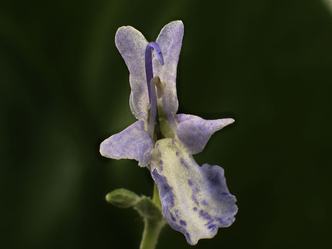 Possibly Thyme_flower Totally guessing on this 10mm flower. Any help? Fall,Geotagged,United States