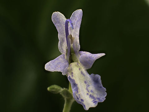 Possibly Thyme_flower Totally guessing on this 10mm flower. Any help? Fall,Geotagged,United States