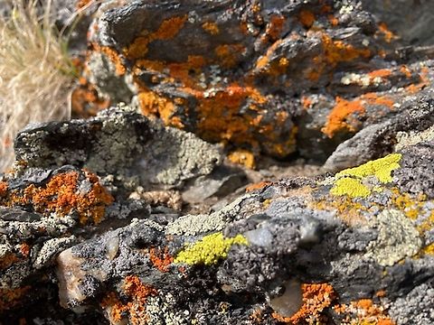 3 Colors of lichens  Fall,Geotagged,United States