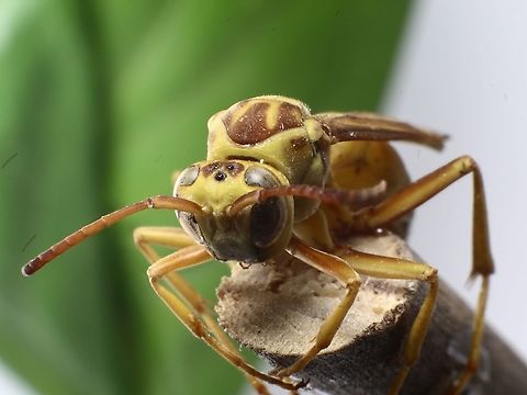 Polistes_apachus  Fall,Geotagged,Polistes apachus,Texas Paper Wasp,United States