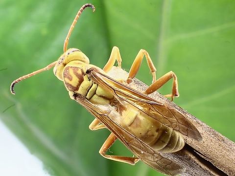 Polistes_apachus  Fall,Geotagged,Polistes apachus,Texas Paper Wasp,United States