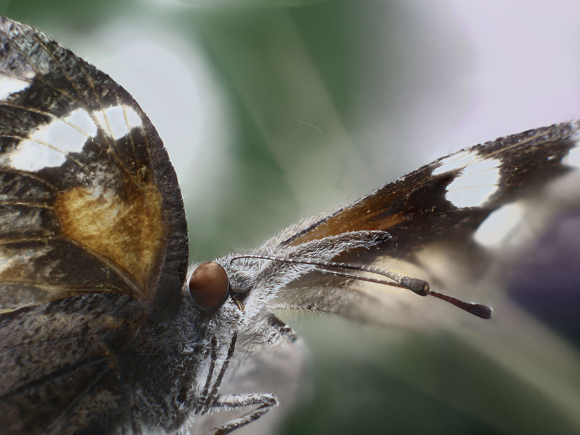 American snout or Libytheana carinenta  American snout butterfly,Fall,Geotagged,Libytheana carinenta,United States