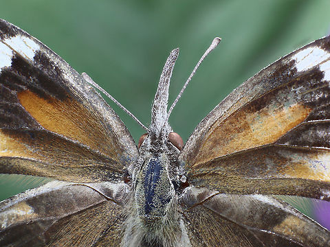 American snout or Libytheana carinenta  American snout butterfly,Fall,Geotagged,Libytheana carinenta,United States