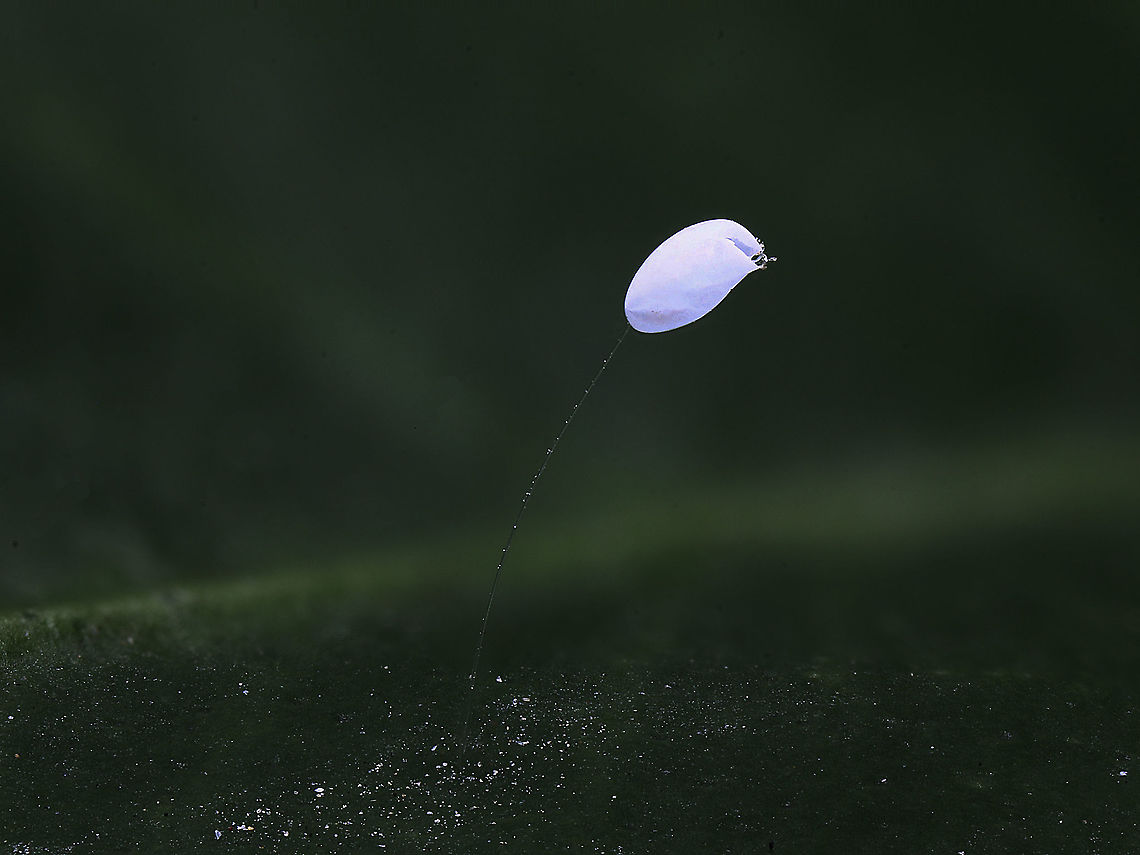 Chrysoperla_spp or Green Lacewing empty egg case Probably a Common Green Lacewing. At least 37 species of green lacewings in 11 genera occur in South Western United States. There are 7 or more species each of Chrysoperla which is common in this area.<br />
One theory is the stalks prevent predation by other lacewing larvae and insects Fall,Geotagged,United States