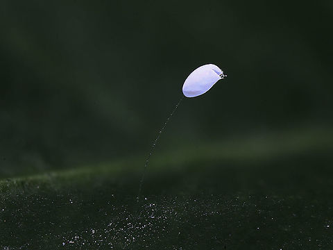 Chrysoperla_spp or Green Lacewing empty egg case Probably a Common Green Lacewing. At least 37 species of green lacewings in 11 genera occur in South Western United States. There are 7 or more species each of Chrysoperla which is common in this area.
One theory is the stalks prevent predation by other lacewing larvae and insects Fall,Geotagged,United States
