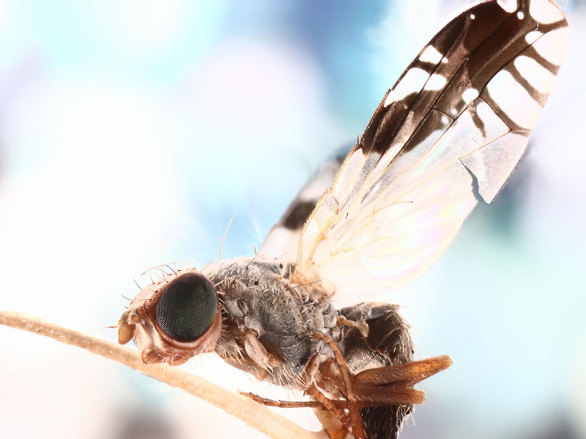 Fruit fly or Trupanea sp. possibly arizonensis Trupanea is a genus of tephritid or fruit flies in the family Tephritidae.<br />
There are 210 species of Trupanea and many are destructive agricultural pests Geotagged,Summer,Trupanea,Trupanea arizonensis,United States