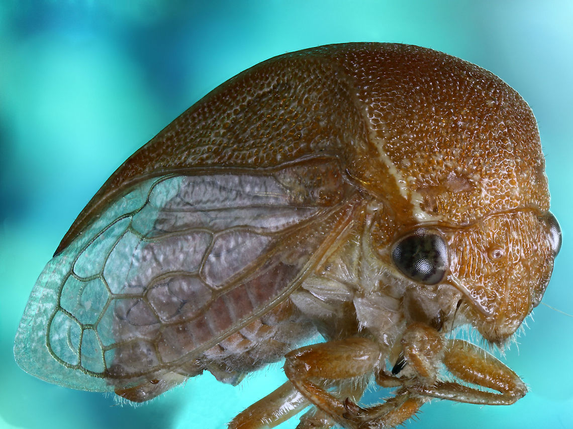 Tree Hopper or Spissistilus festinus Part of the Membracidae family and is also called the Three-Cornered alfalfa hopper. They get their name from the &ldquo;three corners&rdquo; that can be seen from the two points at each shoulder and one at the apex of the pronotum. They have piercing mouthparts for sucking plant juice&#039;s and generally around 5mm long. Fall,Geotagged,Spissistilus festinus,Three-cornered Alfalfa Hopper,United States