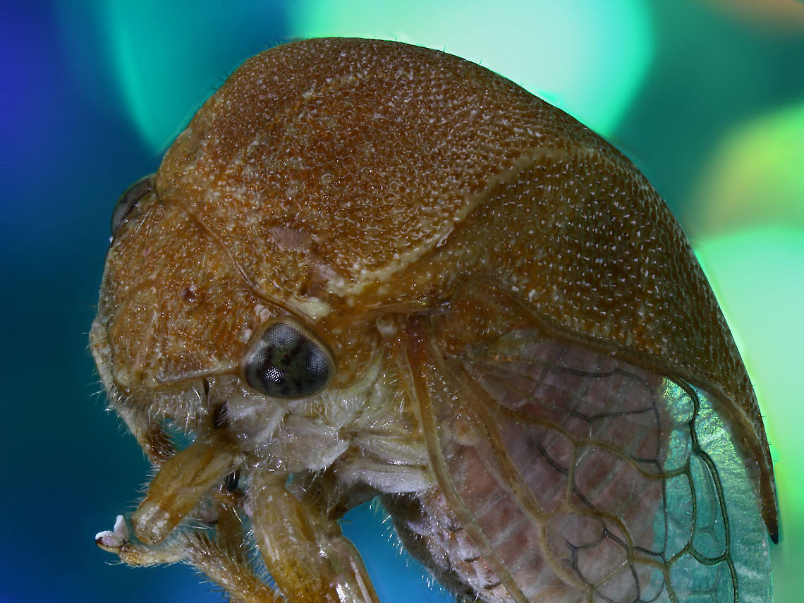 Tree Hopper or Spissistilus festinus  Fall,Geotagged,Spissistilus festinus,Three-cornered Alfalfa Hopper,United States