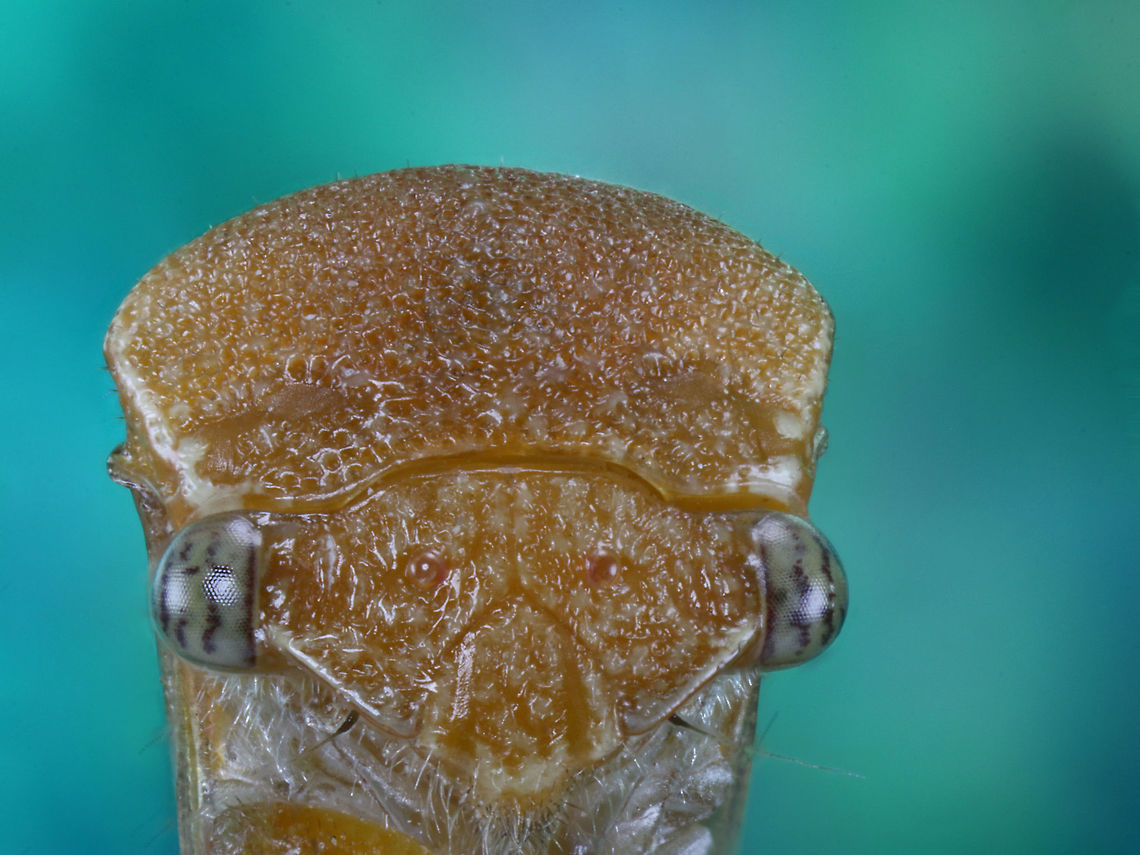 Tree Hopper or Spissistilus festinus  Fall,Geotagged,Spissistilus festinus,Three-cornered Alfalfa Hopper,United States