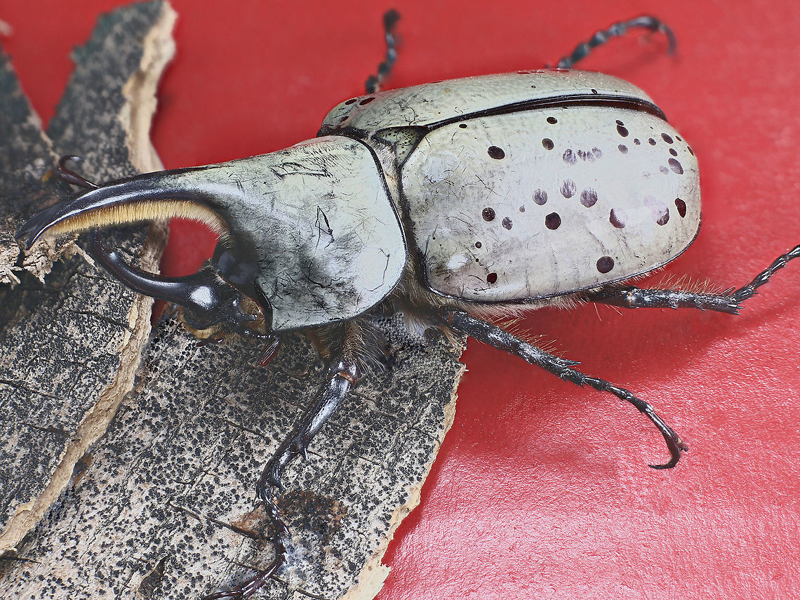 Male Grants' Rhinoceros Beetle or Dynastes granti Grants' Rhinoceros Beetle males have "rhinoceros horns" protruding from their heads. Grants' Rhinoceros Beetle have distinct spots on their elytra that are different between all individuals; no two are ever exactly alike. Grants' Rhinoceros Beetle is the longest of the USA rhinoceros beetles with the record specimen at 85mm (3.25 inches)! The Grant's Rhinoceros Beetle is usually found only in Arizona though there have been reports of sightings as far east as New Mexico. It is very rare to see one in its natural habitat. <br />
<br />
It is a large beetle with a heavy build. Females resemble big spotted June beetles and lack the horns while the males look much more exotic and possess a horn on both the pronotum and head. The horns of the male are used in fighting over females and food. This species moves surprisingly fast, they are also incredibly good fliers.<br />
<br />
In the wild, Grants' Rhinoceros Beetles can usually be found out at night feeding on tree sap. They do so by rubbing the softer parts of branches of hard woods, such as Ash. The rubbing motion causes liquids to flow from the injuries to the branches, allowing the beetle to feed. This very difficult to duplicate in captivity, but this species will feed easily on peeled, juicy fruits. They like fruits such as cantaloupes, pears, bananas, watermelon, and apples.  They will also feed on watered-down maple syrup placed in a shallow dish with paper towels. The maple syrup diet more closely resembles their natural diet and may be better for their overall well-being. <br />
 Dynastes grantii,Fall,Geotagged,United States,Western Hercules Beetle