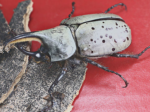 Male Grants' Rhinoceros Beetle or Dynastes granti Grants' Rhinoceros Beetle males have "rhinoceros horns" protruding from their heads. Grants' Rhinoceros Beetle have distinct spots on their elytra that are different between all individuals; no two are ever exactly alike. Grants' Rhinoceros Beetle is the longest of the USA rhinoceros beetles with the record specimen at 85mm (3.25 inches)! The Grant's Rhinoceros Beetle is usually found only in Arizona though there have been reports of sightings as far east as New Mexico. It is very rare to see one in its natural habitat. 

It is a large beetle with a heavy build. Females resemble big spotted June beetles and lack the horns while the males look much more exotic and possess a horn on both the pronotum and head. The horns of the male are used in fighting over females and food. This species moves surprisingly fast, they are also incredibly good fliers.

In the wild, Grants' Rhinoceros Beetles can usually be found out at night feeding on tree sap. They do so by rubbing the softer parts of branches of hard woods, such as Ash. The rubbing motion causes liquids to flow from the injuries to the branches, allowing the beetle to feed. This very difficult to duplicate in captivity, but this species will feed easily on peeled, juicy fruits. They like fruits such as cantaloupes, pears, bananas, watermelon, and apples.  They will also feed on watered-down maple syrup placed in a shallow dish with paper towels. The maple syrup diet more closely resembles their natural diet and may be better for their overall well-being. 
 Dynastes grantii,Fall,Geotagged,United States,Western Hercules Beetle