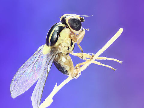 Thaumatomyia glabra or Grass or Frit_Fly  Fall,Geotagged,Thaumatomyia glabra,United States