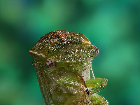Spissistilus festinus. Also  called the Three Cornered Tree Hopper https://www.jungledragon.com/image/124026/tree_hopper_or_spissistilus_festinus.html
https://www.jungledragon.com/image/125211/spissistilus_festinus_or_three_corner_tree_hopper-4.html
https://www.jungledragon.com/image/124027/tree_hopper_or_spissistilus_festinus.html
https://www.jungledragon.com/image/124028/tree_hopper_or_spissistilus_festinus.html
https://www.jungledragon.com/image/125209/spissistilus_festinus_or_three_cornered_tree_hopper.html
 Fall,Geotagged,Spissistilus festinus,Three-cornered Alfalfa Hopper,United States