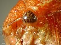 Spissistilus festinus or Three Cornered Tree Hopper https://www.jungledragon.com/image/125211/spissistilus_festinus_or_three_corner_tree_hopper-4.html<br />
https://www.jungledragon.com/image/124026/tree_hopper_or_spissistilus_festinus.html<br />
https://www.jungledragon.com/image/124027/tree_hopper_or_spissistilus_festinus.html<br />
https://www.jungledragon.com/image/124028/tree_hopper_or_spissistilus_festinus.html<br />
Geotagged,Spissistilus festinus,Three-cornered Alfalfa Hopper,United States