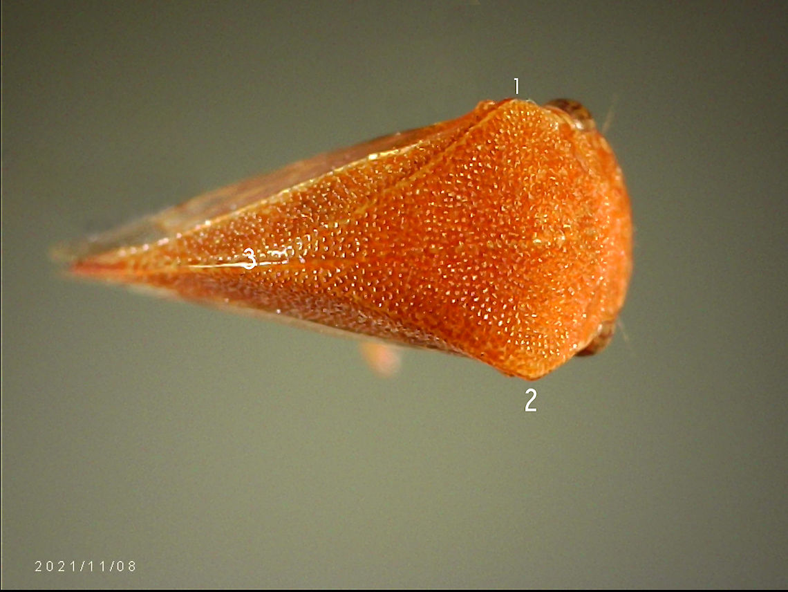 Spissistilus festinus or Three Cornered Tree Hopper-4 When viewed from the front (A), adult Spissistilus festinus appears to have three corners, one at each &ldquo;shoulder&rdquo; and one at the apex of its pronotum&mdash;hence its common name, threecornered alfalfa hopper. From a ventral view (B), the female (left) and male (right) show a somewhat triangular form, as well. <a href="https://entomologytoday.org/2017/05/05/get-to-know-the-threecornered-alfalfa-hopper-a-maybe-serious-crop-pest/" rel="nofollow">https://entomologytoday.org/2017/05/05/get-to-know-the-threecornered-alfalfa-hopper-a-maybe-serious-crop-pest/</a><br />
<figure class="photo"><a href="https://www.jungledragon.com/image/124026/tree_hopper_or_spissistilus_festinus.html" title="Tree Hopper or Spissistilus festinus"><img src="https://s3.amazonaws.com/media.jungledragon.com/images/5803/124026_thumb.jpeg?AWSAccessKeyId=05GMT0V3GWVNE7GGM1R2&Expires=1759968010&Signature=MRSmSBlBpRvhTvh4V08Y8zakIYY%3D" width="200" height="150" alt="Tree Hopper or Spissistilus festinus Part of the Membracidae family and is also called the Three-Cornered alfalfa hopper. They get their name from the &ldquo;three corners&rdquo; that can be seen from the two points at each shoulder and one at the apex of the pronotum. They have piercing mouthparts for sucking plant juice&#039;s and generally around 5mm long. Fall,Geotagged,Spissistilus festinus,Three-cornered Alfalfa Hopper,United States" /></a></figure><br />
<figure class="photo"><a href="https://www.jungledragon.com/image/124027/tree_hopper_or_spissistilus_festinus.html" title="Tree Hopper or Spissistilus festinus"><img src="https://s3.amazonaws.com/media.jungledragon.com/images/5803/124027_thumb.jpeg?AWSAccessKeyId=05GMT0V3GWVNE7GGM1R2&Expires=1759968010&Signature=sNYU2XQbI4ChVgEcwlogTvCCm9w%3D" width="200" height="150" alt="Tree Hopper or Spissistilus festinus  Fall,Geotagged,Spissistilus festinus,Three-cornered Alfalfa Hopper,United States" /></a></figure><br />
<figure class="photo"><a href="https://www.jungledragon.com/image/124028/tree_hopper_or_spissistilus_festinus.html" title="Tree Hopper or Spissistilus festinus"><img src="https://s3.amazonaws.com/media.jungledragon.com/images/5803/124028_thumb.jpeg?AWSAccessKeyId=05GMT0V3GWVNE7GGM1R2&Expires=1759968010&Signature=jtwDzApn%2B1MmvhALIh4oZMnTCwA%3D" width="200" height="150" alt="Tree Hopper or Spissistilus festinus  Fall,Geotagged,Spissistilus festinus,Three-cornered Alfalfa Hopper,United States" /></a></figure><br />
<figure class="photo"><a href="https://www.jungledragon.com/image/125209/spissistilus_festinus_or_three_cornered_tree_hopper.html" title="Spissistilus festinus or Three Cornered Tree Hopper"><img src="https://s3.amazonaws.com/media.jungledragon.com/images/5803/125209_thumb.jpg?AWSAccessKeyId=05GMT0V3GWVNE7GGM1R2&Expires=1759968010&Signature=Gp23tWpuaSGCXC%2FrVqACnMK5jEQ%3D" width="200" height="152" alt="Spissistilus festinus or Three Cornered Tree Hopper https://www.jungledragon.com/image/125211/spissistilus_festinus_or_three_corner_tree_hopper-4.html<br />
https://www.jungledragon.com/image/124026/tree_hopper_or_spissistilus_festinus.html<br />
https://www.jungledragon.com/image/124027/tree_hopper_or_spissistilus_festinus.html<br />
https://www.jungledragon.com/image/124028/tree_hopper_or_spissistilus_festinus.html<br />
 Geotagged,Spissistilus festinus,Three-cornered Alfalfa Hopper,United States" /></a></figure><br />
 Geotagged,Spissistilus festinus,Three-cornered Alfalfa Hopper,United States
