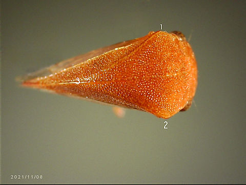 Spissistilus festinus or Three Cornered Tree Hopper-4 When viewed from the front (A), adult Spissistilus festinus appears to have three corners, one at each “shoulder” and one at the apex of its pronotum—hence its common name, threecornered alfalfa hopper. From a ventral view (B), the female (left) and male (right) show a somewhat triangular form, as well. https://entomologytoday.org/2017/05/05/get-to-know-the-threecornered-alfalfa-hopper-a-maybe-serious-crop-pest/
https://www.jungledragon.com/image/124026/tree_hopper_or_spissistilus_festinus.html
https://www.jungledragon.com/image/124027/tree_hopper_or_spissistilus_festinus.html
https://www.jungledragon.com/image/124028/tree_hopper_or_spissistilus_festinus.html
https://www.jungledragon.com/image/125209/spissistilus_festinus_or_three_cornered_tree_hopper.html
 Geotagged,Spissistilus festinus,Three-cornered Alfalfa Hopper,United States