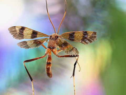 Compsocryptus sp. or Ichneumon wasp Female can sting but usually are harmless. They lay their eggs mostly in insects of a select few hosts. The larva eats its host from the inside out, usually leaving vital organs for last so that host will live long enough to provide food for the wasp. When the host dies the wasp emerges.
https://www.jungledragon.com/image/125512/compsocryptus_sp._or_ichneumon_wasp.html Compsocryptus texensis,Fall,Geotagged,United States