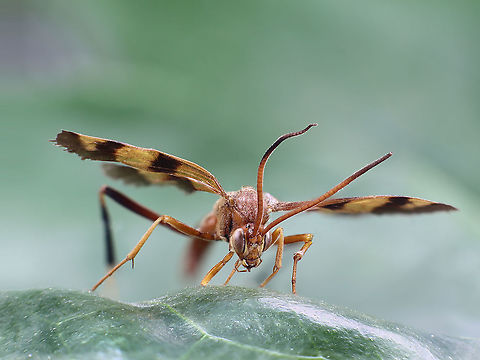 Compsocryptus sp. (possibly texensis) or Ichneumon wasp Female can sting but usually are harmless. They lay their eggs mostly in insects of a select few hosts. The larva eats its host from the inside out, usually leaving vital organs for last so that host will live long enough to provide food for the wasp. When the host dies the wasp emerges.
https://www.jungledragon.com/image/125511/compsocryptus_sp._or_ichneumon_wasp_.html
https://www.jungledragon.com/image/125521/compsocryptus_sp._or_ichneumon_wasp.html Compsocryptus texensis,Fall,Geotagged,United States