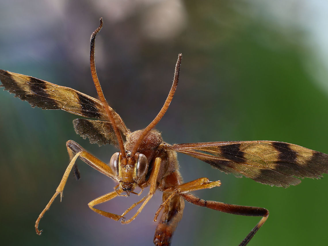 Compsocryptus sp. or Ichneumon wasp <figure class="photo"><a href="https://www.jungledragon.com/image/125511/compsocryptus_sp._or_ichneumon_wasp.html" title="Compsocryptus sp. or Ichneumon wasp"><img src="https://s3.amazonaws.com/media.jungledragon.com/images/5803/125511_thumb.jpeg?AWSAccessKeyId=05GMT0V3GWVNE7GGM1R2&Expires=1770854410&Signature=8Bvq7tq0JpYlpzMtCbDw9tebppI%3D" width="200" height="150" alt="Compsocryptus sp. or Ichneumon wasp Female can sting but usually are harmless. They lay their eggs mostly in insects of a select few hosts. The larva eats its host from the inside out, usually leaving vital organs for last so that host will live long enough to provide food for the wasp. When the host dies the wasp emerges.<br />
https://www.jungledragon.com/image/125512/compsocryptus_sp._or_ichneumon_wasp.html Compsocryptus texensis,Fall,Geotagged,United States" /></a></figure> Compsocryptus texensis,Fall,Geotagged,United States