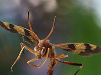 Compsocryptus sp. or Ichneumon wasp https://www.jungledragon.com/image/125511/compsocryptus_sp._or_ichneumon_wasp.html Compsocryptus texensis,Fall,Geotagged,United States